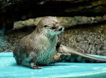 View of a bird in water