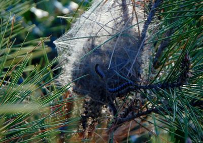 Close-up of caterpillar on tree