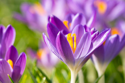 Close-up of purple crocus flower