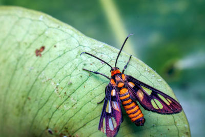 Close-up of insect on leaf
