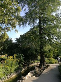 Road amidst trees in forest