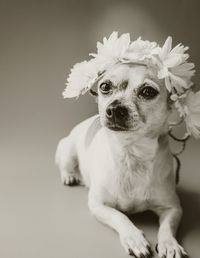 Close-up portrait of a dog