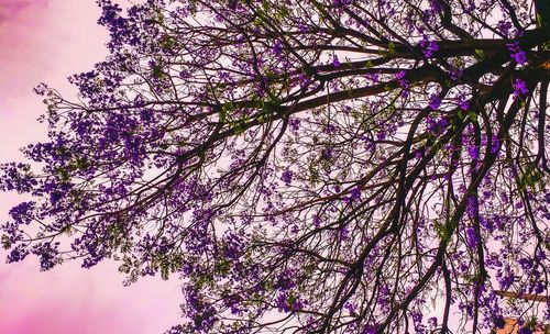 Low angle view of pink flower tree