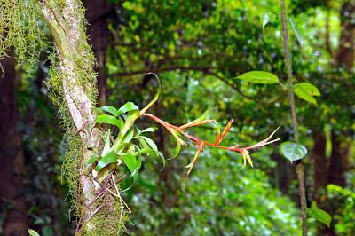 Close-up of grasshopper on tree