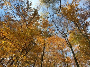 Low angle view of trees against sky