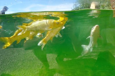 School of fish swimming in sea