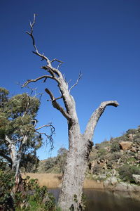 Low angle view of bare tree against clear blue sky
