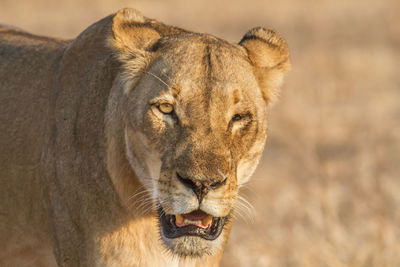 Close-up portrait of a lioness