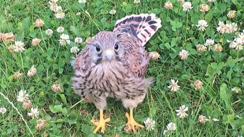 High angle view of owl on field