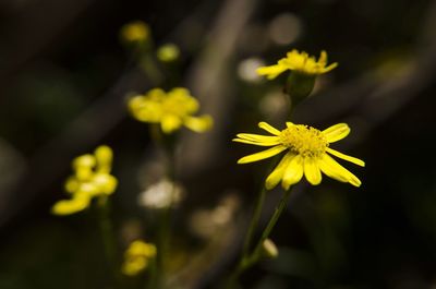 Close-up of yellow flower