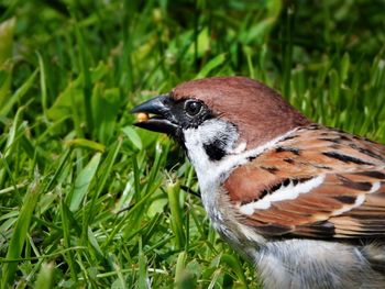 Close-up of a bird on field