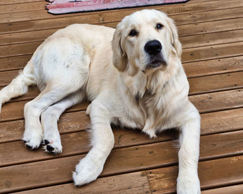 Portrait of dog relaxing on wooden floor