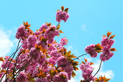 Low angle view of pink cherry blossoms in spring