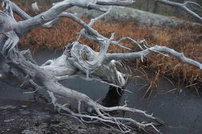 Close-up of rope tied on branch