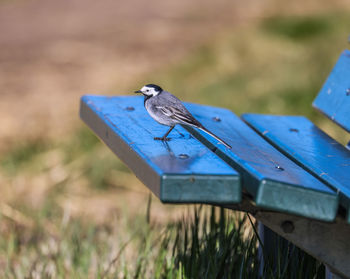 Close-up of bird perching on field