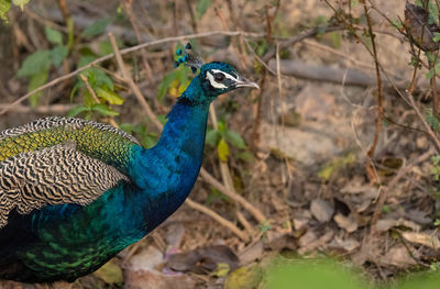 Close-up of peacock on land