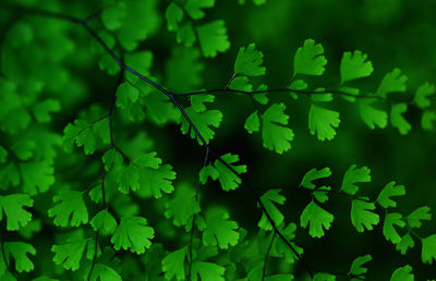 Close-up of green leaves on plant