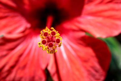 Close-up of fresh red hibiscus blooming outdoors