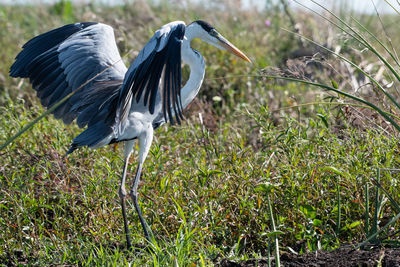 High angle view of gray heron on field