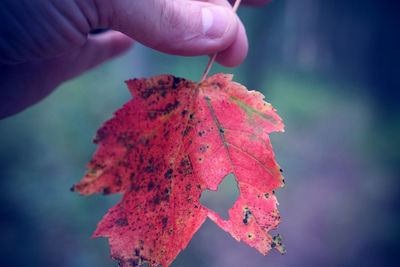 Close-up of hand holding maple leaves