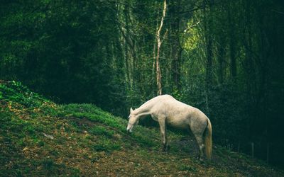 Horses grazing on field