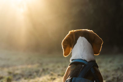 Beagle dog on field in the morning looking into sun rays in forest. dog in nature