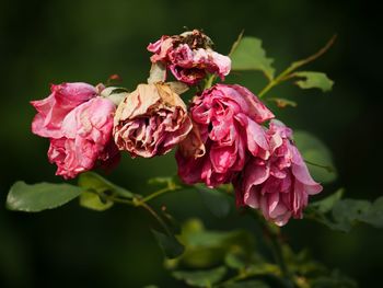 Close-up of pink roses