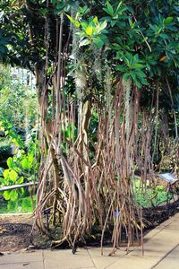 Plants growing on tree trunk