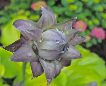 Close-up of flowers