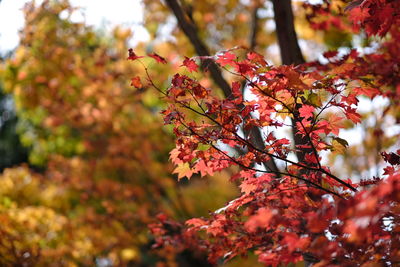 Close-up of leaves on tree