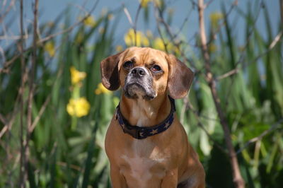 Close-up portrait of dog