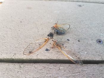 High angle view of dragonfly