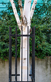 Metal fence by tree in yard