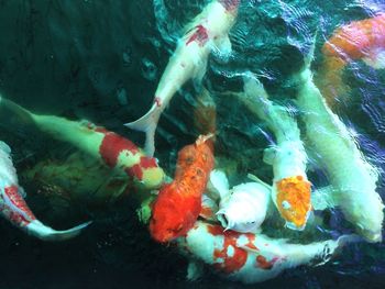 High angle view of koi carps swimming in sea