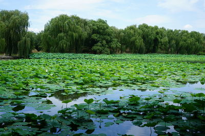 Water lily in lake against sky