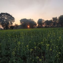 Scenic view of field against sky during sunset