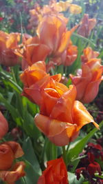 Close-up of orange flowers blooming outdoors