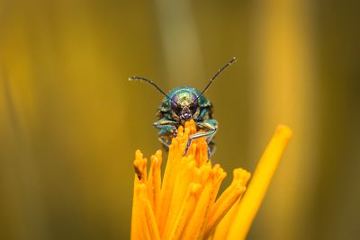 insect