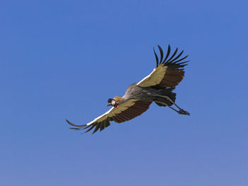 Grey crowned crane flying