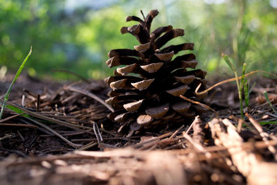 Close-up of mushroom growing on field