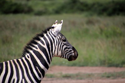 Standing zebra