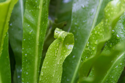 Green background with texture of leaves wet by rain