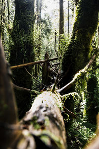 Close-up of moss growing on tree trunk