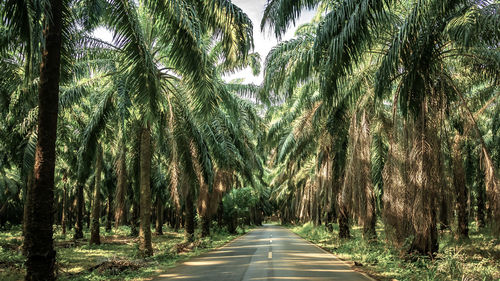 Road amidst trees