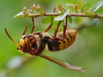 Close-up of hornet pollinating on flower