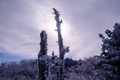 Low angle view of trees against sky
