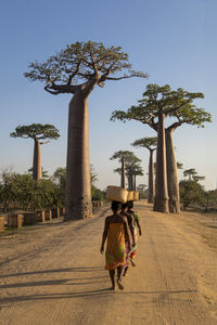 Back view of unrecognizable native females with baskets on heads walking along sandy road with large baobab trees growing on madagascar