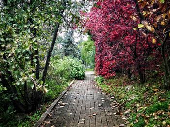 Footpath amidst plants in park