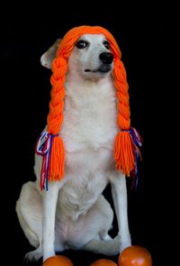 Close-up of dog against black background