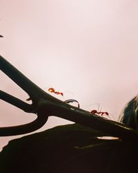 Close-up of plant against clear sky